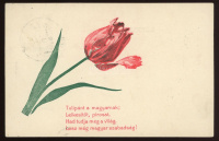 1906 Tulipánt a magyarnak! szalagos, patrióta képeslap